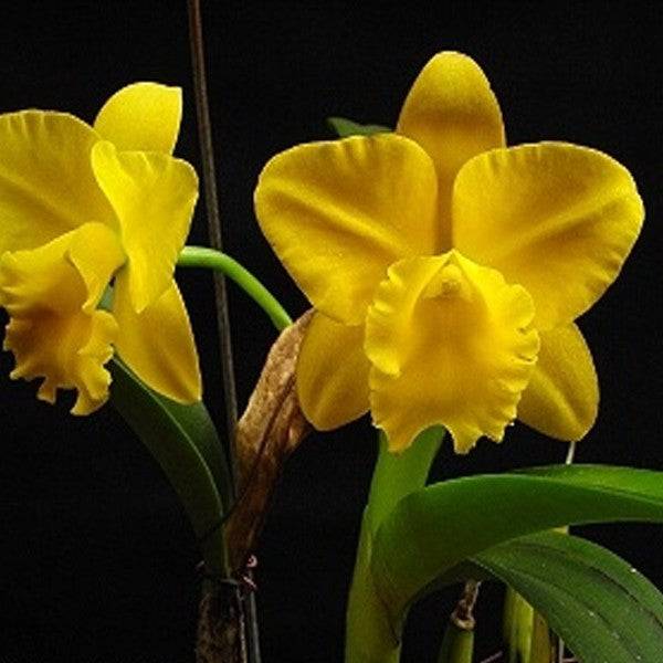 Cattleya (Rhyncattleanthe) Free Spirit - With Buds | FF - Buy Orchids Plants Online by Orchid-Tree.com