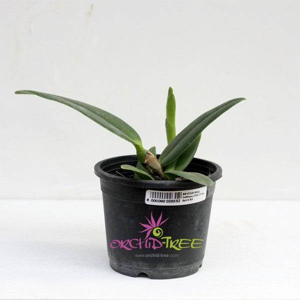 Cattleya (Rhyncattleanthe) Free Spirit - With Buds | FF - Buy Orchids Plants Online by Orchid-Tree.com