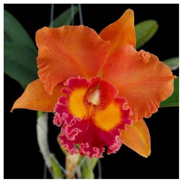 Cattleya (Rlc.) Jairak Summer 'Happiness' - Without Flower | BS - Buy Orchids Plants Online by Orchid-Tree.com