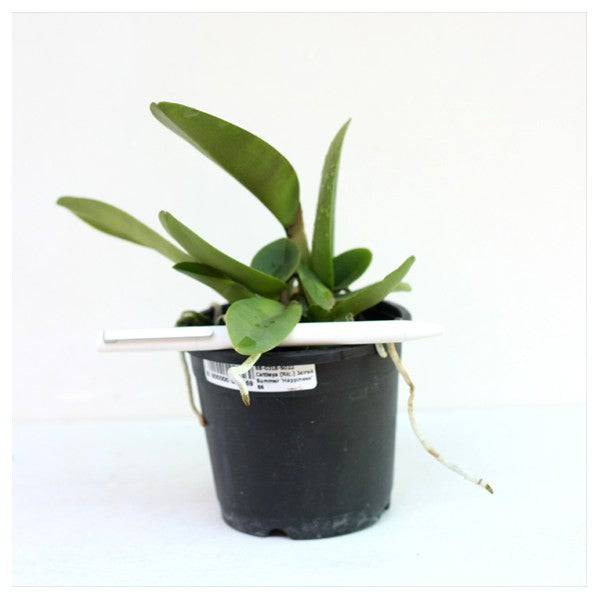 Cattleya (Rlc.) Jairak Summer 'Happiness' - Without Flower | BS - Buy Orchids Plants Online by Orchid-Tree.com