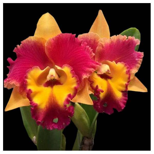Cattleya (Rlc.) Rungnapa Fancy 'Warm Welcome' - Without Flower | MS - Buy Orchids Plants Online by Orchid-Tree.com