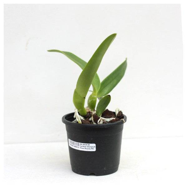 Cattleya Chunyeah Moon Beauty - Without Flowers | BS - Buy Orchids Plants Online by Orchid-Tree.com
