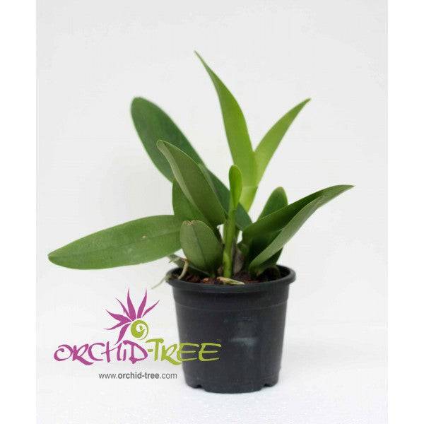 Cattleya Julia White - Without Flowers | BS - Buy Orchids Plants Online by Orchid-Tree.com
