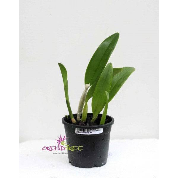 Cattlianthe Peaches N Cream- Without Flowers | BS - Buy Orchids Plants Online by Orchid-Tree.com