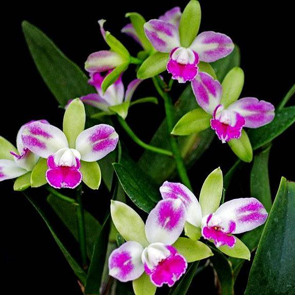 Cattleya (Blc.) Village Chief North 'Small Spring' - Without Flowers | BS - Buy Orchids Plants Online by Orchid-Tree.com