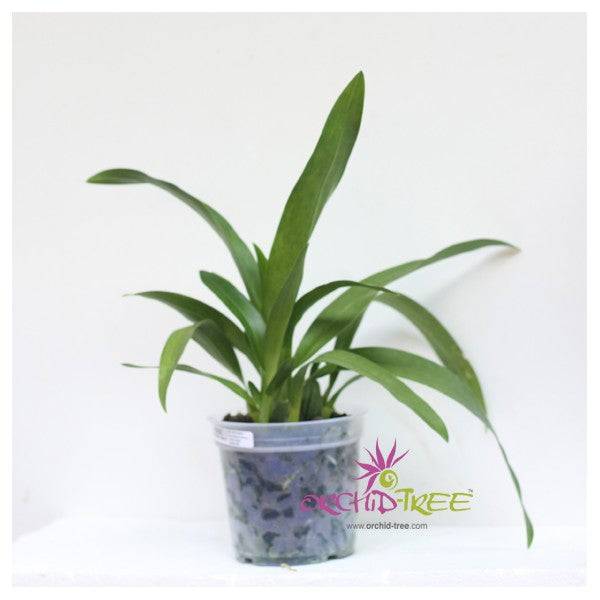 Oncidium (Brsdm.) Yellow Star 'Stellar' - Without Flower | BS - Buy Orchids Plants Online by Orchid-Tree.com