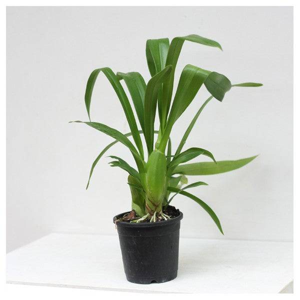 Oncidium Grower Ramsey - Without Flowers | BS - Buy Orchids Plants Online by Orchid-Tree.com
