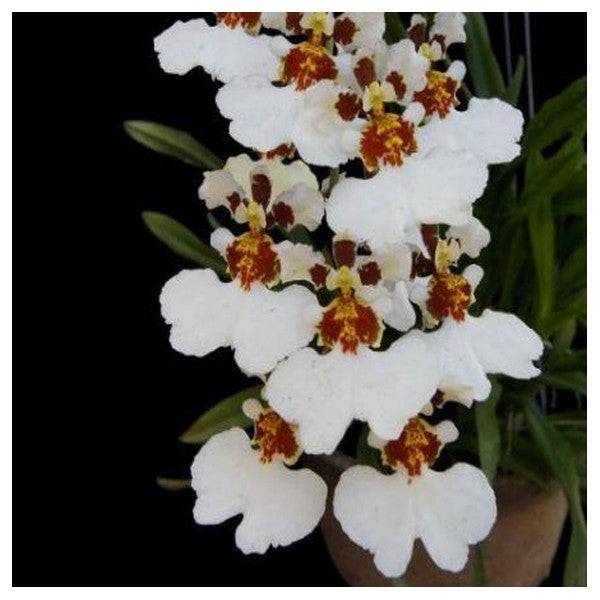 Oncidium Snow White - Without Flowers | BS - Buy Orchids Plants Online by Orchid-Tree.com