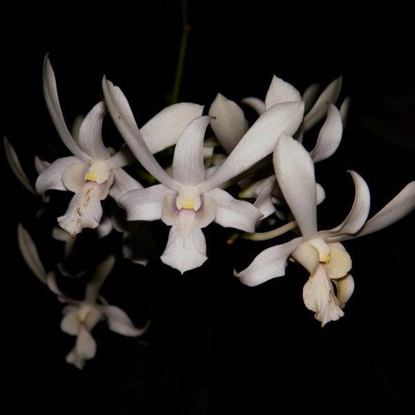 Dendrobium Rabbit White - Without Flowers | BS - Buy Orchids Plants Online by Orchid-Tree.com