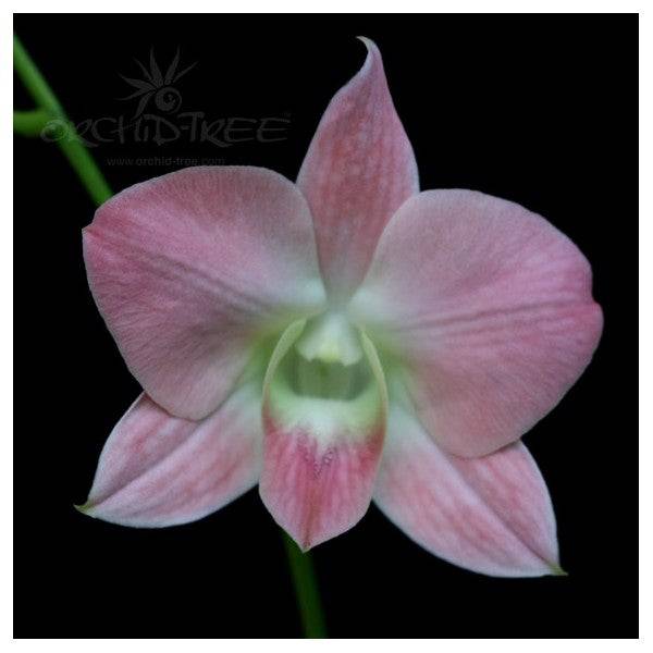 Dendrobium Dark Orange - Without Flowers | BS - Buy Orchids Plants Online by Orchid-Tree.com