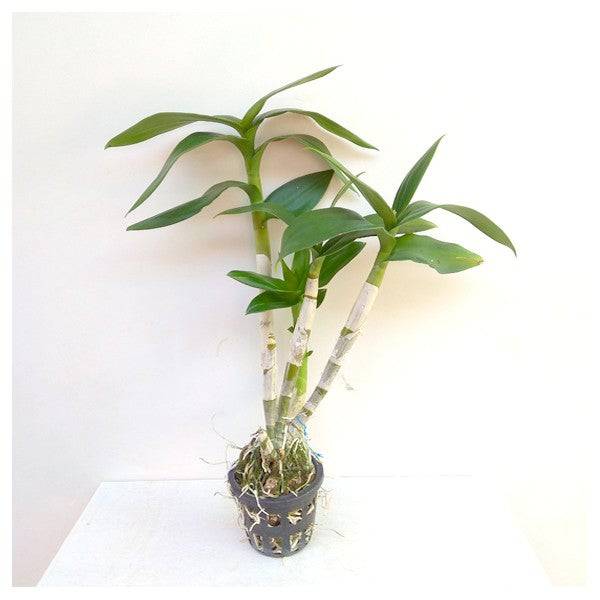 Dendrobium Dark Orange - Without Flowers | BS - Buy Orchids Plants Online by Orchid-Tree.com
