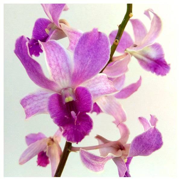 Dendrobium Squirrel Tail - Without Flower | BS - Buy Orchids Plants Online by Orchid-Tree.com