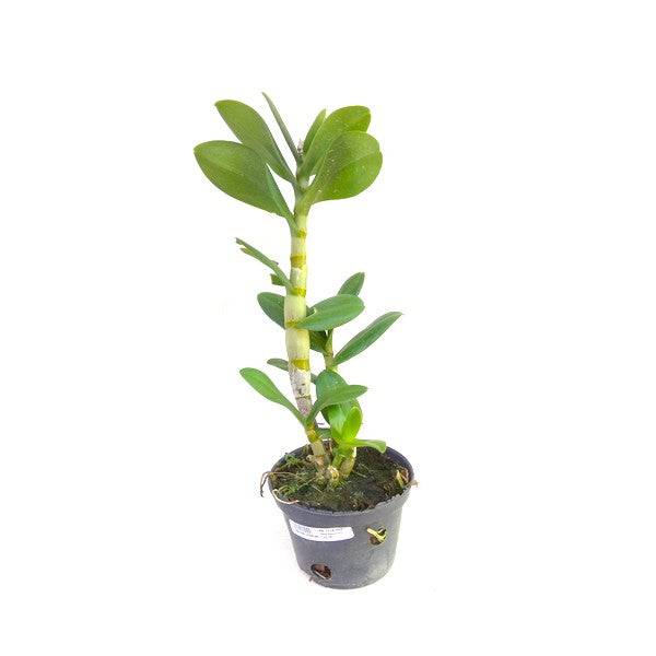 Dendrobium Squirrel Tail - Without Flower | BS - Buy Orchids Plants Online by Orchid-Tree.com