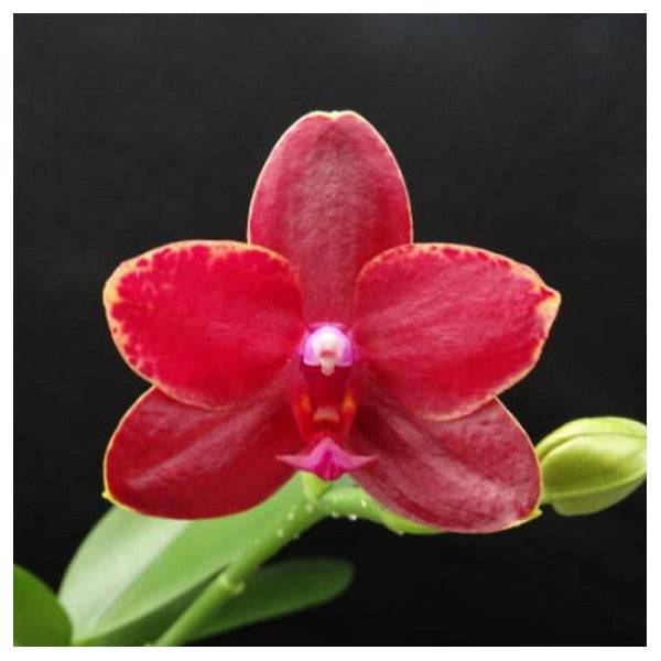 Phalaenopsis Salu Peoker x Penang Girl - With Spike | FF - Buy Orchids Plants Online by Orchid-Tree.com
