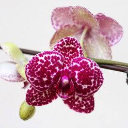 Phalaenopsis Fuller's Black Leopard - Without Flowers | BS - Buy Orchids Plants Online by Orchid-Tree.com
