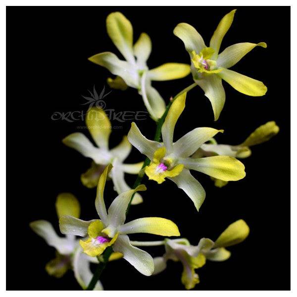 Dendrobium Sweet Yellow - Without Flowers | BS - Buy Orchids Plants Online by Orchid-Tree.com