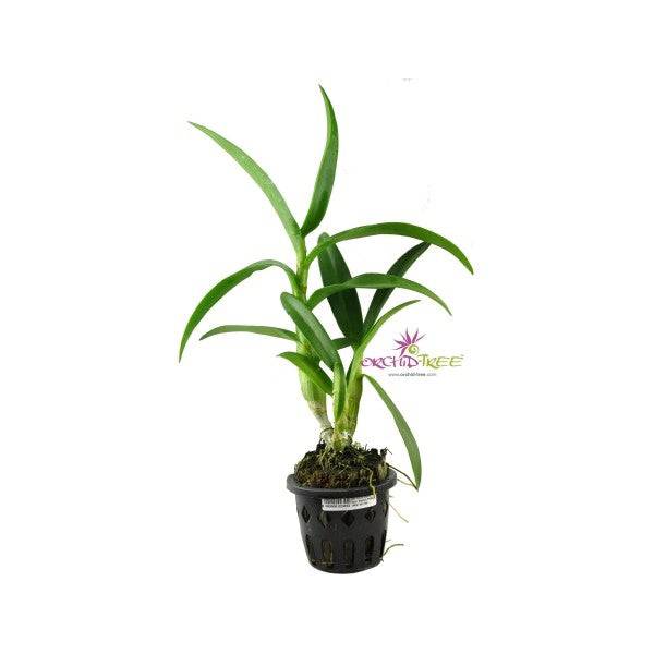 Dendrobium Sweet Yellow - Without Flowers | BS - Buy Orchids Plants Online by Orchid-Tree.com