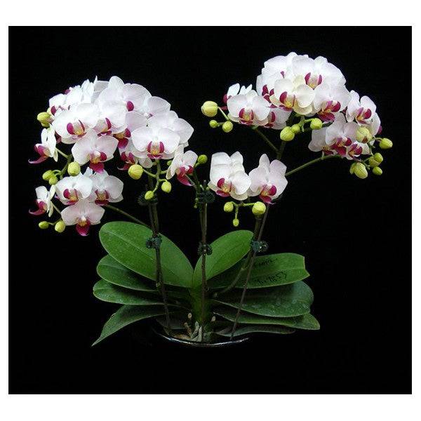 Phalaenopsis Younghome Little Spirit in terra-cotta planter - Without Flowers | BS - Buy Orchids Plants Online by Orchid-Tree.com