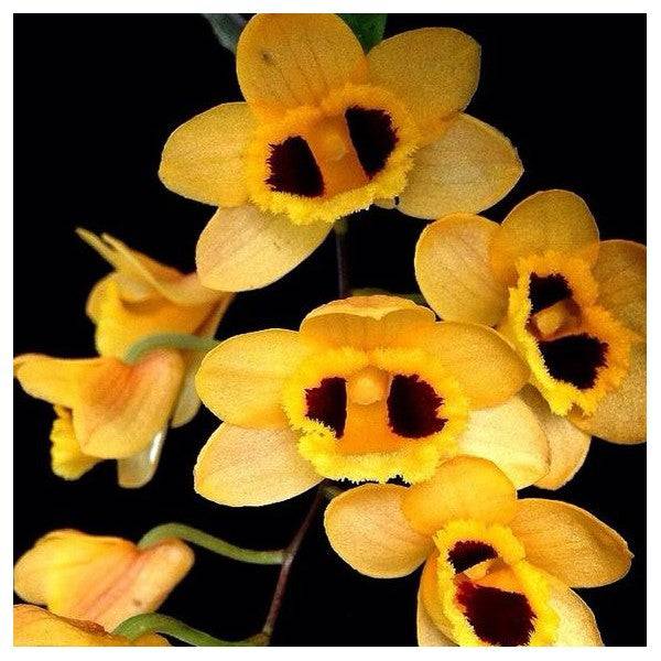 Dendrobium gibsonii sp. - Without Flowers | BS - Buy Orchids Plants Online by Orchid-Tree.com