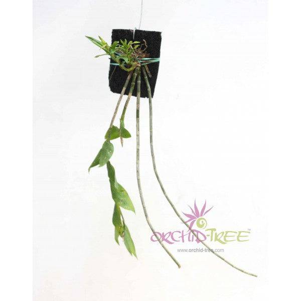 Dendrobium gibsonii sp. - Without Flowers | BS - Buy Orchids Plants Online by Orchid-Tree.com