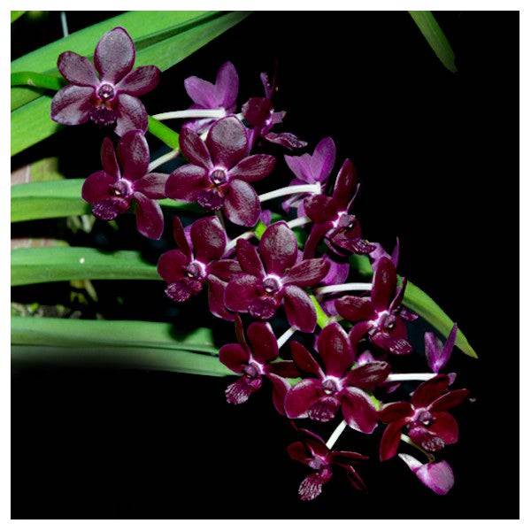 Vandacostyllis Sri Siam - Without Flowers | BS - Buy Orchids Plants Online by Orchid-Tree.com