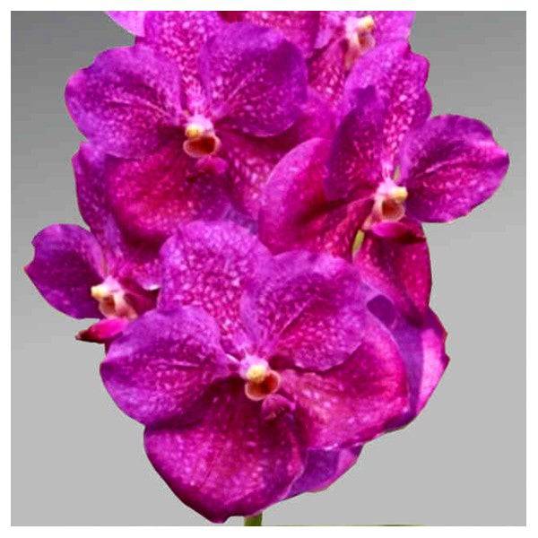 Vanda Gordon Dillon x Sunray - Without Flowers | BS - Buy Orchids Plants Online by Orchid-Tree.com