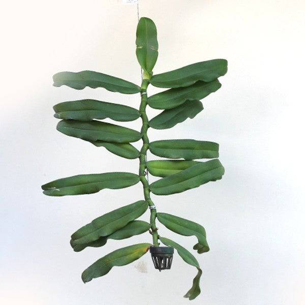 Robiquetia spathulata sp. - Without Flowers | BS - Buy Orchids Plants Online by Orchid-Tree.com