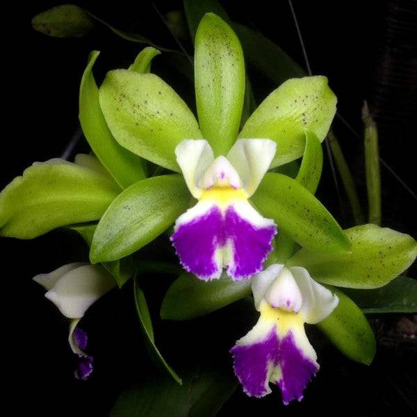 Cattleya Landwoods- Without Flowers | BS - Buy Orchids Plants Online by Orchid-Tree.com