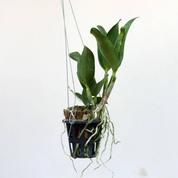 Cattleya Landwoods- Without Flowers | BS - Buy Orchids Plants Online by Orchid-Tree.com