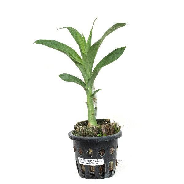 Cynoches Jumbo Legend - Without Flower | BS - Buy Orchids Plants Online by Orchid-Tree.com