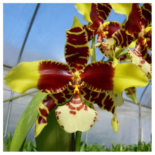 Oncidium Rawdon Jester 'Great Bee' - Without Flower | MS - Buy Orchids Plants Online by Orchid-Tree.com