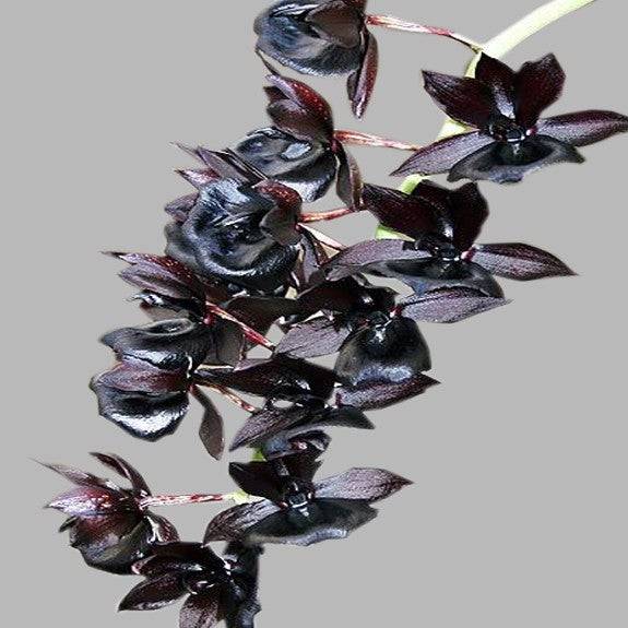 Catasetum Black Magic - Without Flowers | BS - Buy Orchids Plants Online by Orchid-Tree.com