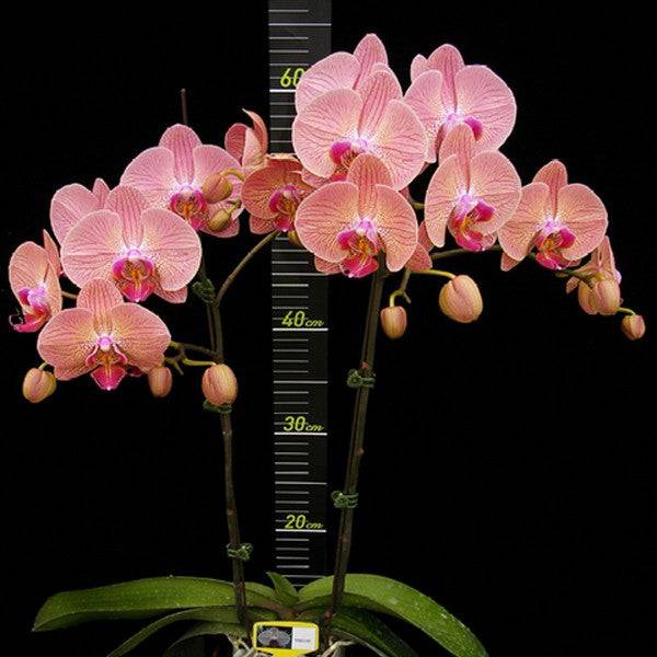 Phalaenopsis Young Home Golden Leopard-Without Flowers | BS - Buy Orchids Plants Online by Orchid-Tree.com