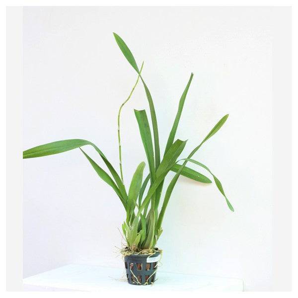 Oncidium Golden Anniversary - Without Flowers | BS - Buy Orchids Plants Online by Orchid-Tree.com