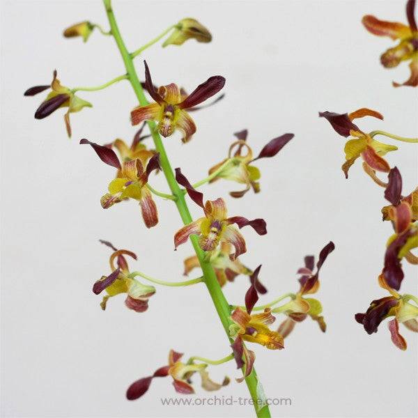 Dendrobium Rambo - Without Flowers | BS - Buy Orchids Plants Online by Orchid-Tree.com