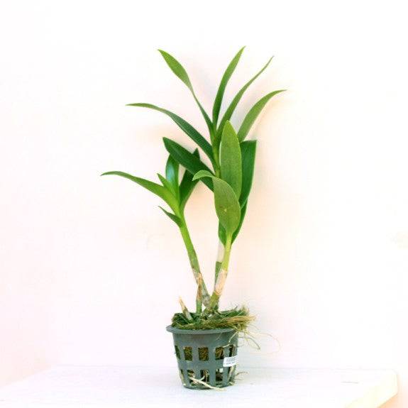 Dendrobium Chan-Chao Yellow - Without Flowers | BS - Buy Orchids Plants Online by Orchid-Tree.com