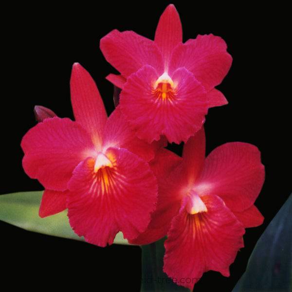 Cattleya (Cattleytonia) Jamaica Red - Without Flower | BS - Buy Orchids Plants Online by Orchid-Tree.com