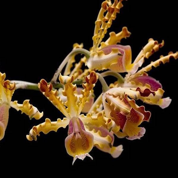Cattleya (Myrmecophila) brysiana sp. - Without Flower | BS - Buy Orchids Plants Online by Orchid-Tree.com