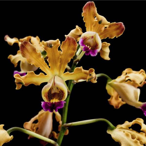 Cattleya (Myrmecophila) brysiana sp. - Without Flower | BS - Buy Orchids Plants Online by Orchid-Tree.com