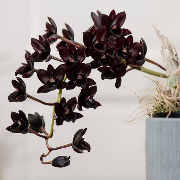 Catasetum (Fred.) After Dark 'Black Pearl' - Without Flower | BS - Buy Orchids Plants Online by Orchid-Tree.com