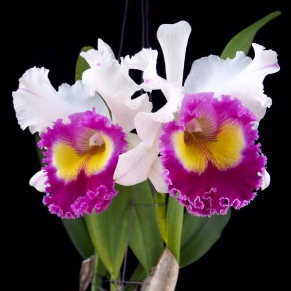 Cattleya Pratumma - Without Flowers | BS - Buy Orchids Plants Online by Orchid-Tree.com