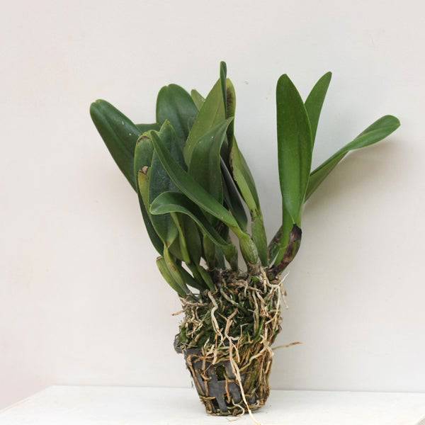 Cattleya Pratumma - Without Flowers | BS - Buy Orchids Plants Online by Orchid-Tree.com