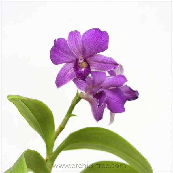 Dendrobium Violet Foxtail - Without Flowers | BS - Buy Orchids Plants Online by Orchid-Tree.com