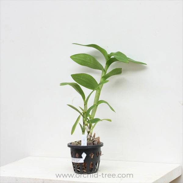 Dendrobium Violet Foxtail - Without Flowers | BS - Buy Orchids Plants Online by Orchid-Tree.com