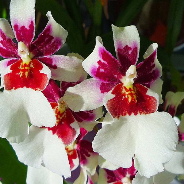 Oncidium (Mtdm.) Bartley Schwarz 'White' - Without Flowers | BS - Buy Orchids Plants Online by Orchid-Tree.com