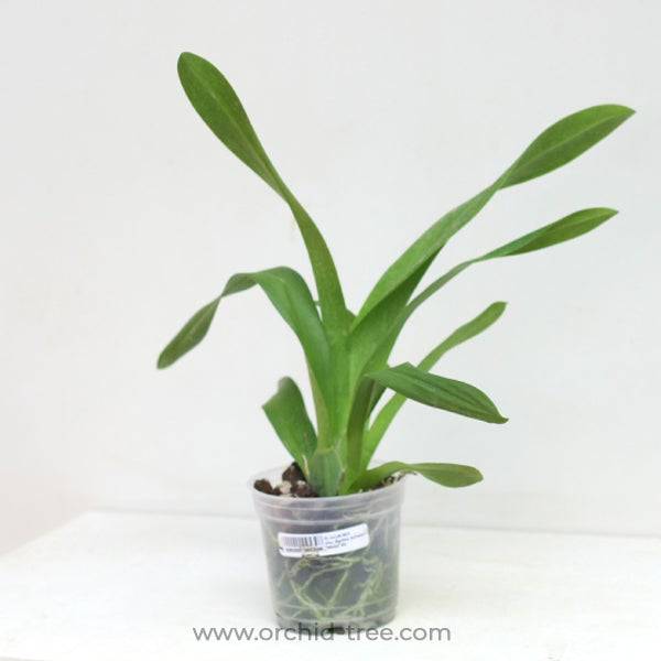Oncidium (Mtdm.) Bartley Schwarz 'White' - Without Flowers | BS - Buy Orchids Plants Online by Orchid-Tree.com