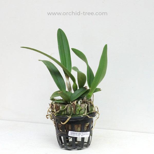 Cattleya (Bl.)Colorful Bird - Without Flowers | BS - Buy Orchids Plants Online by Orchid-Tree.com