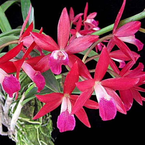 Cattleya Jairak Fire Star - Without Flowers | MS - Buy Orchids Plants Online by Orchid-Tree.com