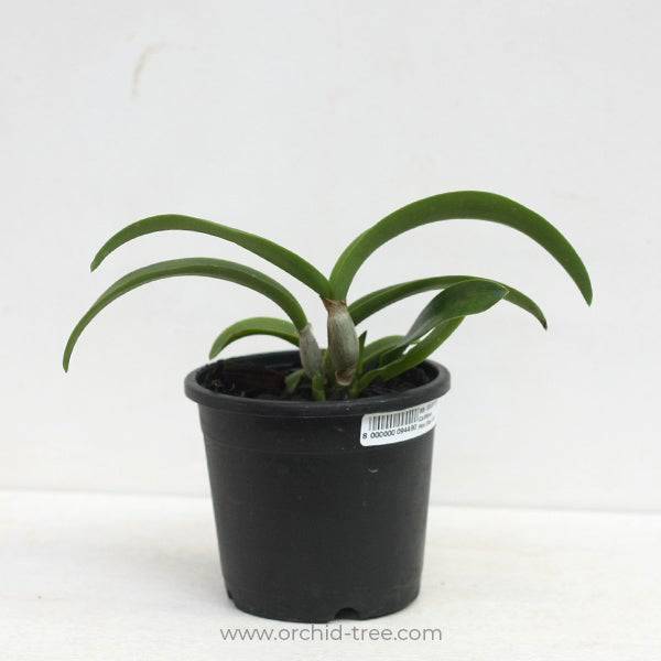 Cattleya Jairak Fire Star - Without Flowers | MS - Buy Orchids Plants Online by Orchid-Tree.com