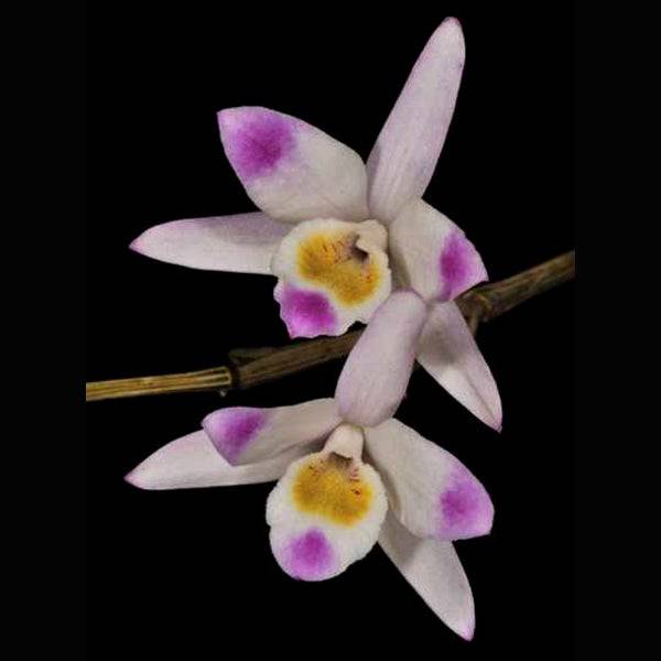 Dendrobium amoenum sp. without flower BS - Buy Orchids Plants Online by Orchid-Tree.com